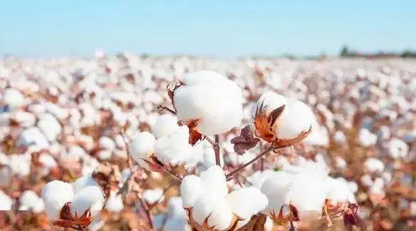 Xinjiang Cotton-Top Quality in the World