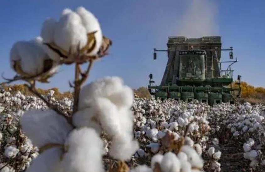Xinjiang Cotton-World Top Quality