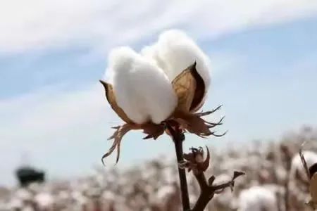 what is Artificial cotton